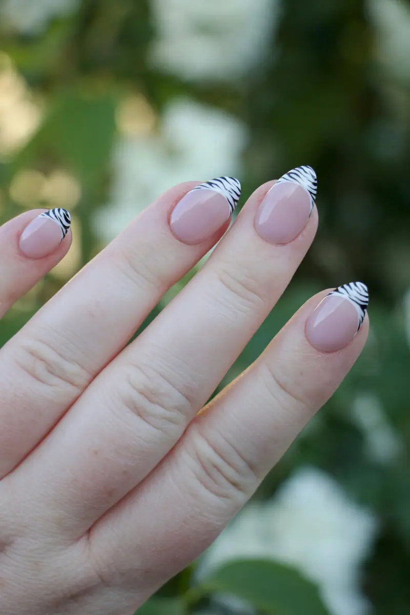 Zebra French – billede 2 af 5